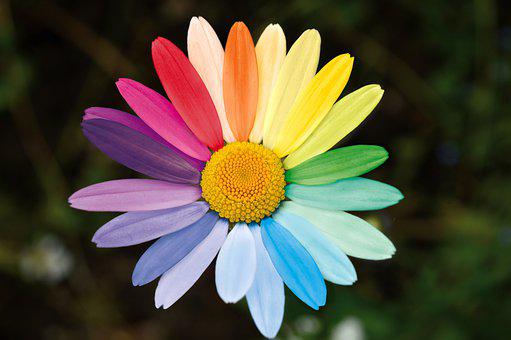 rainbow daisy 